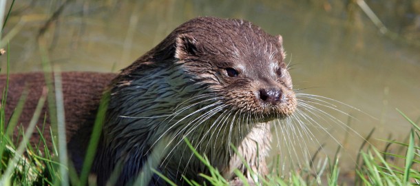 otter.jpg