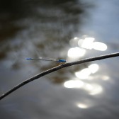 blue-dragon-fly.jpg
