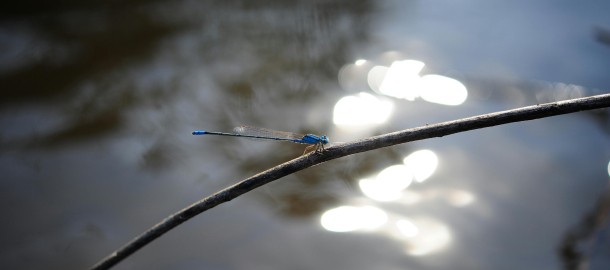 blue-dragon-fly.jpg